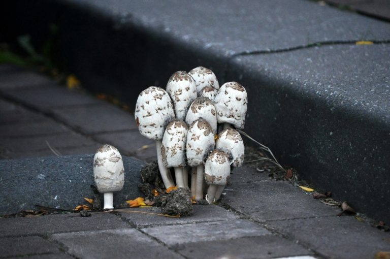 Почему нельзя собирать грибы в городе?